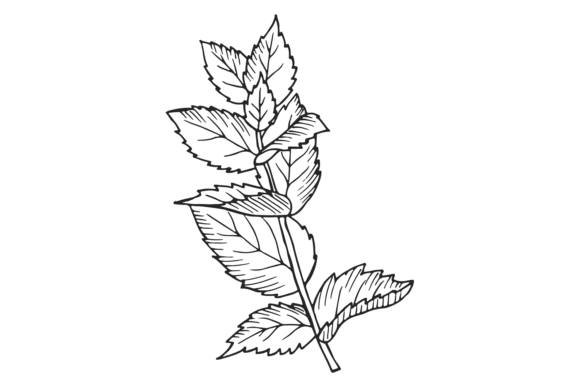 Download Herb Botanical Drawing. Growing Mint. Pl - Herb Collection