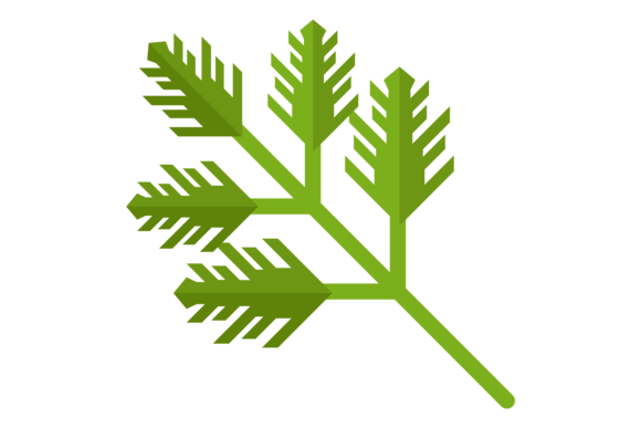 Download Green Cooking Herb Leaves. Parsley Flat - Herb Collection